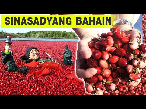 Bakit Sinasadyang Bahain Ng Mga Farmers Ang Kanilang Tanim