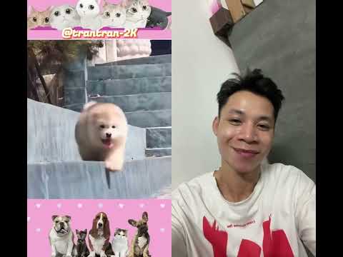 Chú mèo thất tình