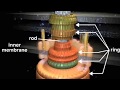 Flagellar Structure and Function