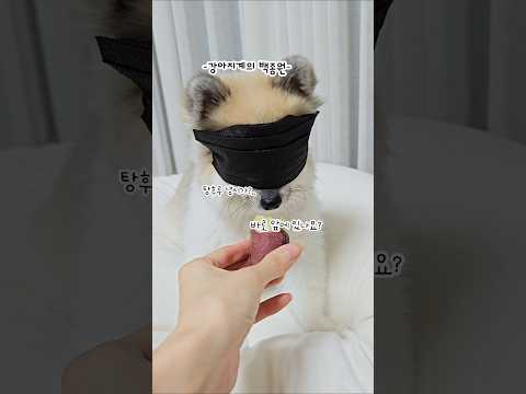 반칙쓰는 흑백요리사 #흑백요리사#백종원 #funnyshorts #귀여운강아지 #cutedog #강아지 #pets #dog