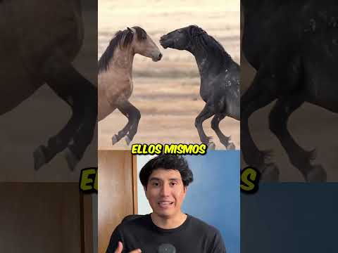 Qué pasa si nunca le cortas el pelo a un caballo 🤔
