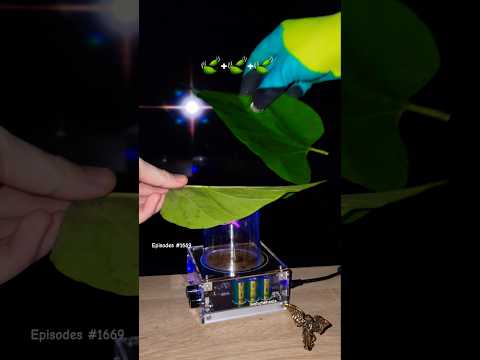 🍃 Music Tesla Coil #leaf #power #experiment #plant