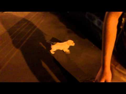 祥豐校門口有一隻疑似被丟棄的拉布拉多幼犬