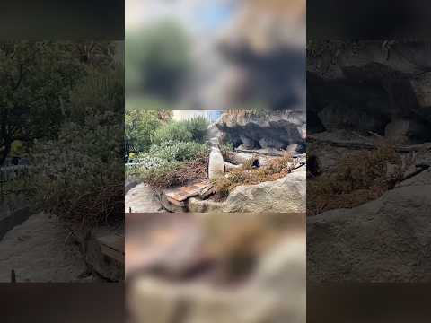猫の動画サムネイル - 【ケープペンギン】生まれてはじめての雪【サンシャイン水族館】#shorts #水族館