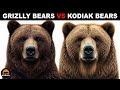 Kodiak and Grizzly Bear Knowledge