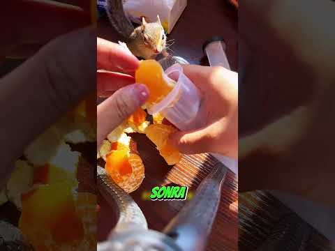 Alvinin içecek merakı