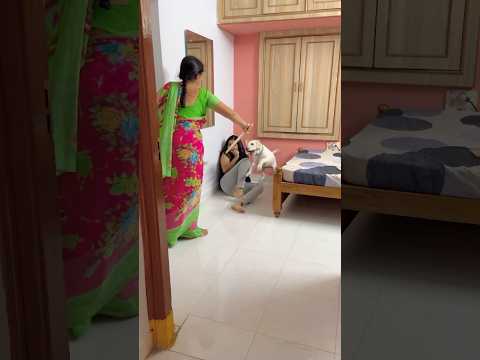 #dog#doglover#dogvideos#labrador#labradorretriever#puppy#pets#petlover#animals#trending#shorts#viral