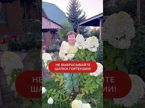Стабилизация гортензии. #садоводство #загородом #дача