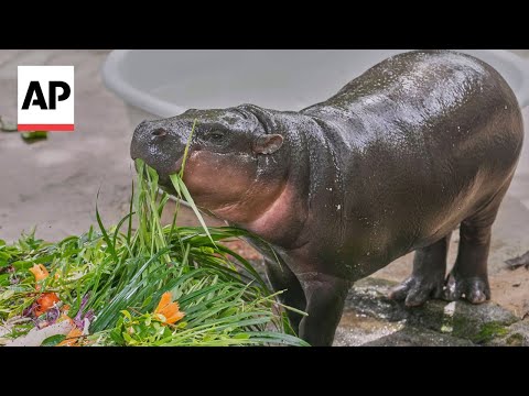 YouTube video thumbnail: Baby Pygmy Hippo Sensation Moo Deng Celebrates First Birthday