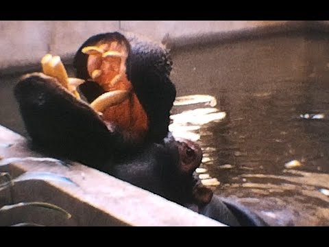 Natura Artis Magistra, The Amsterdam Zoo in 1967