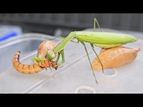 Praying Mantis the True Predator