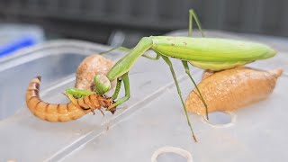 Praying Mantis the True Predator