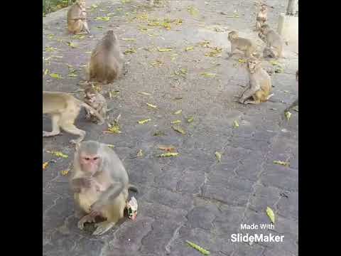 monkey feeding lucknow