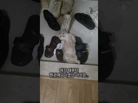 대박이가 현관을 <strong>사랑하는</strong> 이유