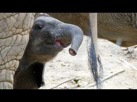 🐘 meet & great Maputo, the lil' elephant 🤣 28-9-2025 🗓️ chapter 189/2