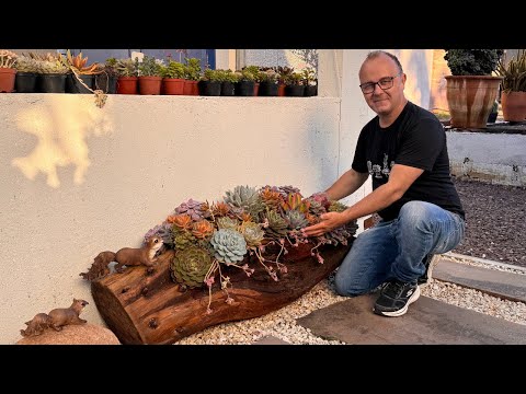 Paisagismo criativo: arranjo de suculentas feito em um tronco