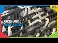 Silkworm Life Cycle and Production