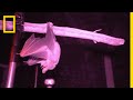 Understanding Bat Behavior