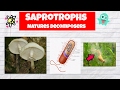 Fungi and Bacteria as Decomposers