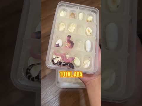 Cek IG: @wachigecko.idn jika ingin adopt gecko 🫶🏻 atau klik link di bio aja 🔥