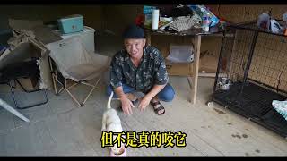 幾十天前預訂的拉布拉多小狗到貨了。開車到廈門接小狗回來，以後有小狗陪伴我流浪了
