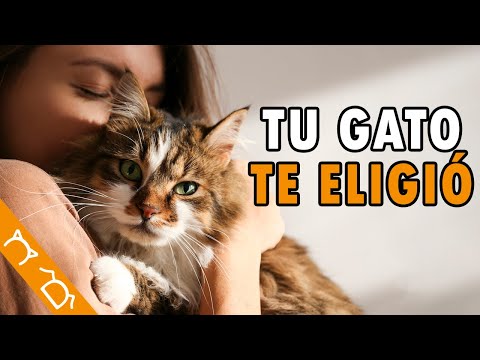 ¿Porque Llega Un Gato A Tu Vida? | ¿Cómo Eligen Los Gatos A Sus Dueños?