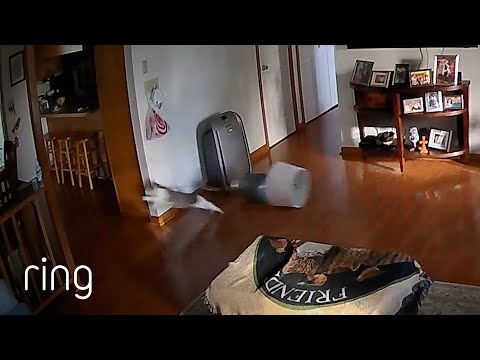 Frightened Cat “Chased” by a Lamp | RingTV