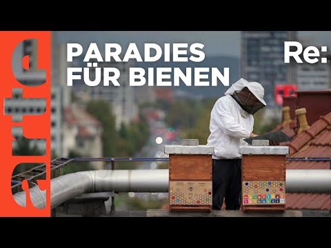 Im Land der Bienen | ARTE Re: