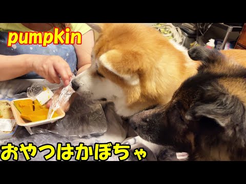 かぼちゃpumpkin今日のおやつ秋田犬そら・シェパード犬マック