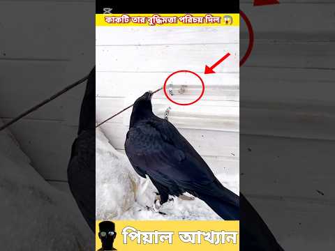 এই কাকটি তার বুদ্ধিমত্তার পরিচয় দিল 😱 (crow) #crow #sorts #story