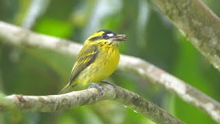 Yellow-browed Tody-Flycatcher and its Sound.