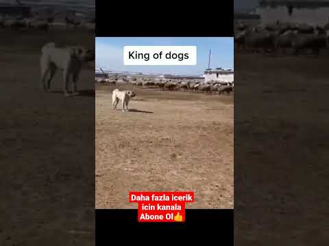 #anadoluçobanköpeği #kangalköpekleri #kangaldogs #dogs #kangal #dog #tiktok #doglover #pitbull