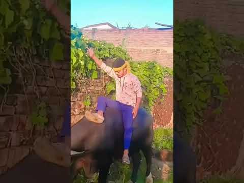 मर्द नहीं बाद बाबा ट्रेड ट्रेंडिंग वीडियोवायरल