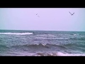 Gulf Coast Bird Migration Insights