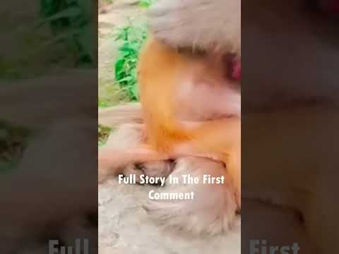 #5littlemonkeysjumpingonthebed #cuteanimal #fivemonkeysjumpingonbthebed #animals #cute #nature