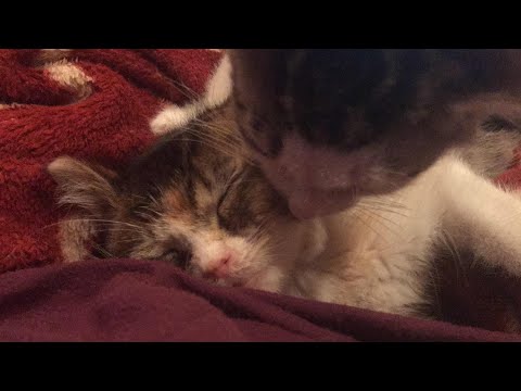Everyone Needs a Bath!! Pepper took a Nap with Me!!!