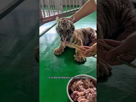 A tiger that thinks it's a bear.#animals #tiger #bear #cute #shorts