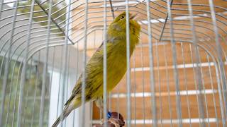 WARNING: Your Canary Might Sing Non-Stop After This!