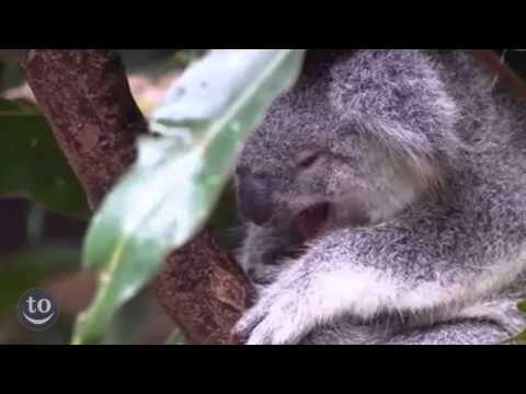 Cute Animals Yawning Compilation!!