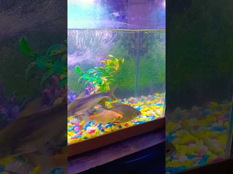 #fishaquarium #megaquarium #aquarium #exoticaquariumfish #aquariumfishmarket 🐠🐠🐠🐟🦈🦈🐳🐳🥰🥰😍😍😘🙏🙏