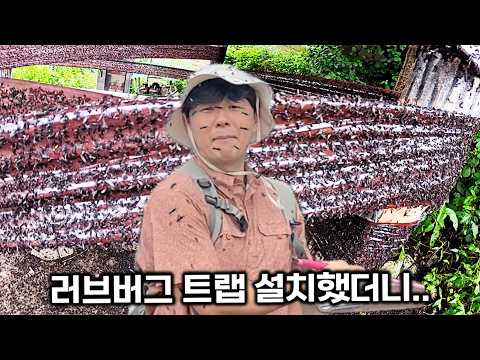 러브버그로 가득 찬 계양산 정산, 직접 가보니... 장난 아닙니다....