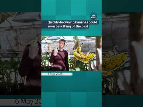 Why quickly-browning bananas could soon be a thing of the past? #itvnews