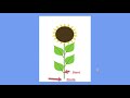 Parts and Functions of a Sunflower