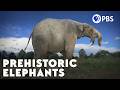 Proboscideans: Adaptations and Extinction