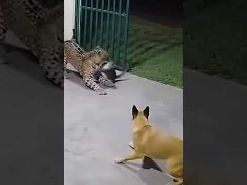 Dog Barks at Cheetah… Then the Cat Steps In