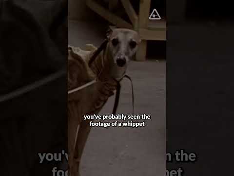 Alien 3’s infamous dog costume #Alien3 #Alien
