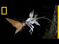 The Mystery of the Ghost Orchid