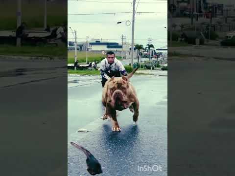 new new dog video subscribe now 👹 #viral #shortvideo #like