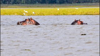 300+ Bird Species, Hippos and Endless Beauty | Lake Ol’ Bolossat