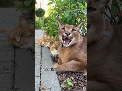 The caracal attacked its owner to protect its girlfriend.#shorts  #animals #caracal #cute #love